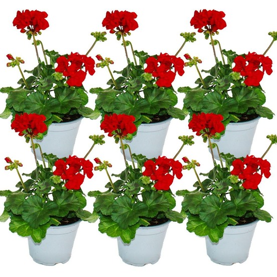 Géraniums debout - pelargonium zonale - pot 12cm - set de 6 plantes - rouge foncé
