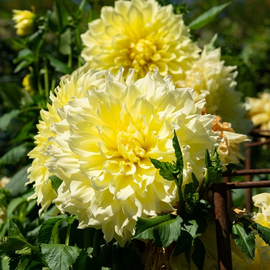 3 dahlias kelvin floodlight - le sachet de 3 bulbes / calibre i, vendu par lot de 4