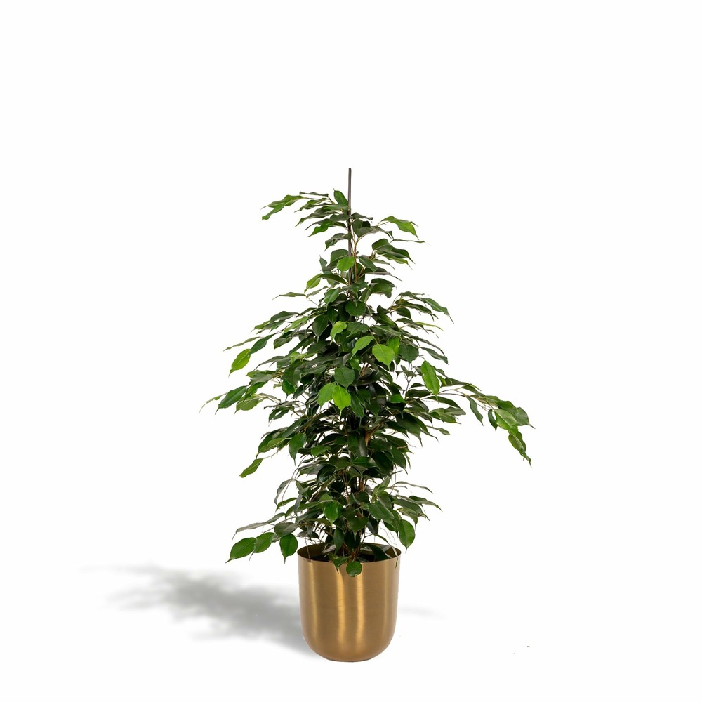Ficus benjamina et son cache-pot doré - h95cm, ø21cm - grande plante d'intérieur