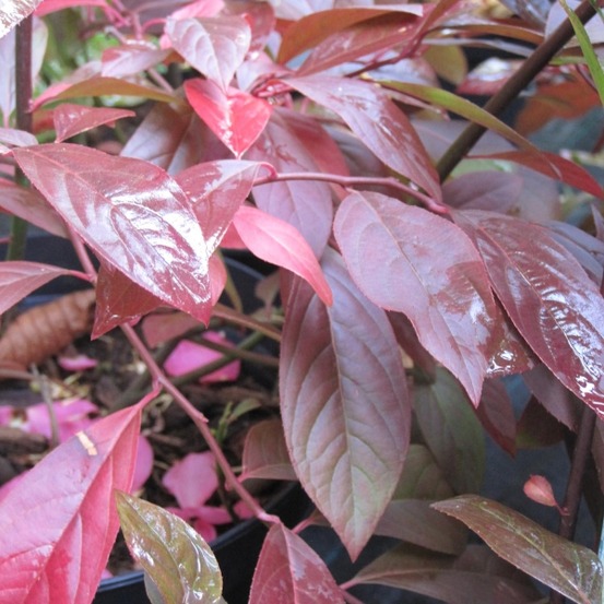 Itéa de virginie 'henry's garnet' godet de 8/9 cm