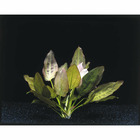 Plante aquatique : Echinodorus Oriental XXL en pot