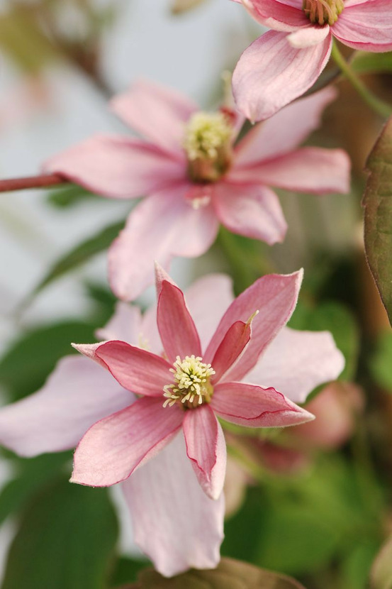 Clématite 'broughton star' - en pot de 3 litres