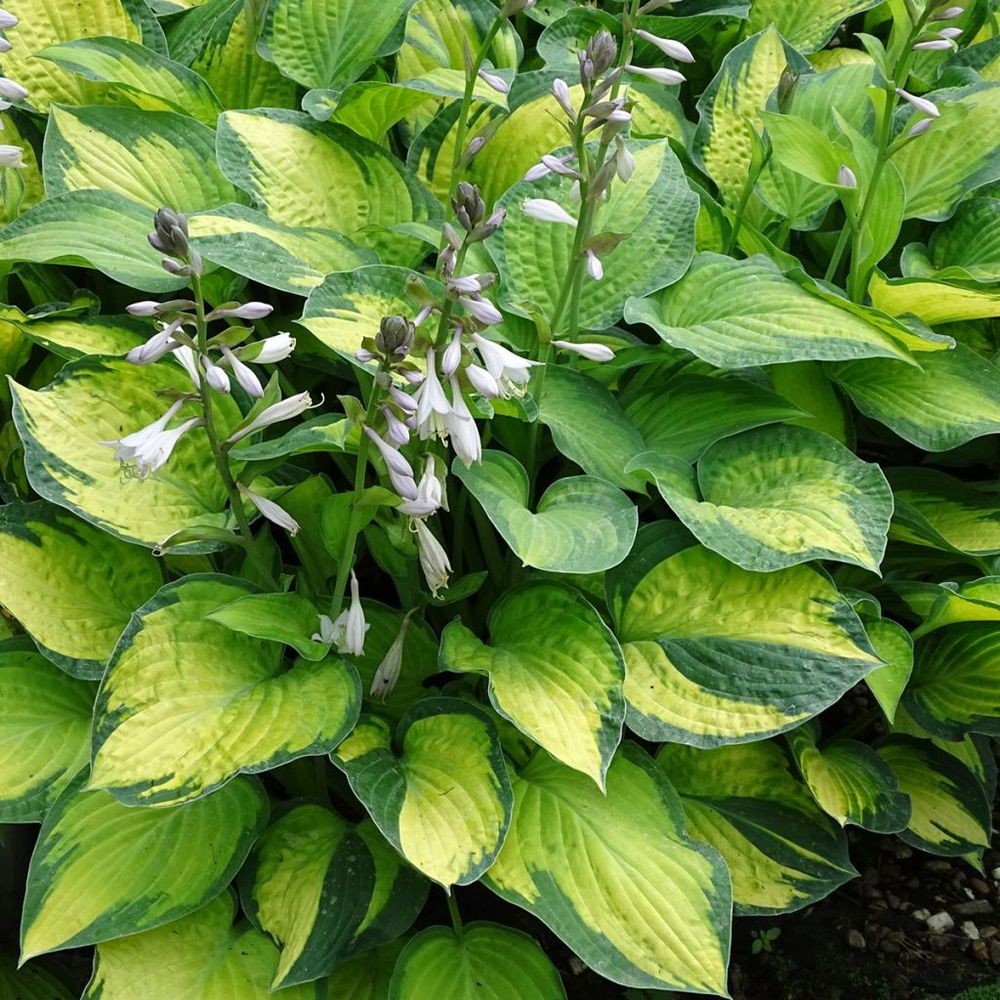 Hosta  'paul's glory' godet de 8/9 cm