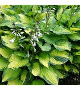 Hosta 'paul's glory' godet de 8/9 cm