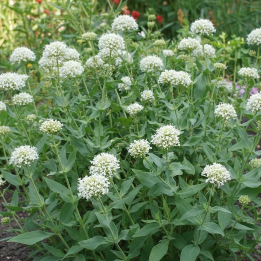 Valériane des jardins blanche lot de 9 godets
