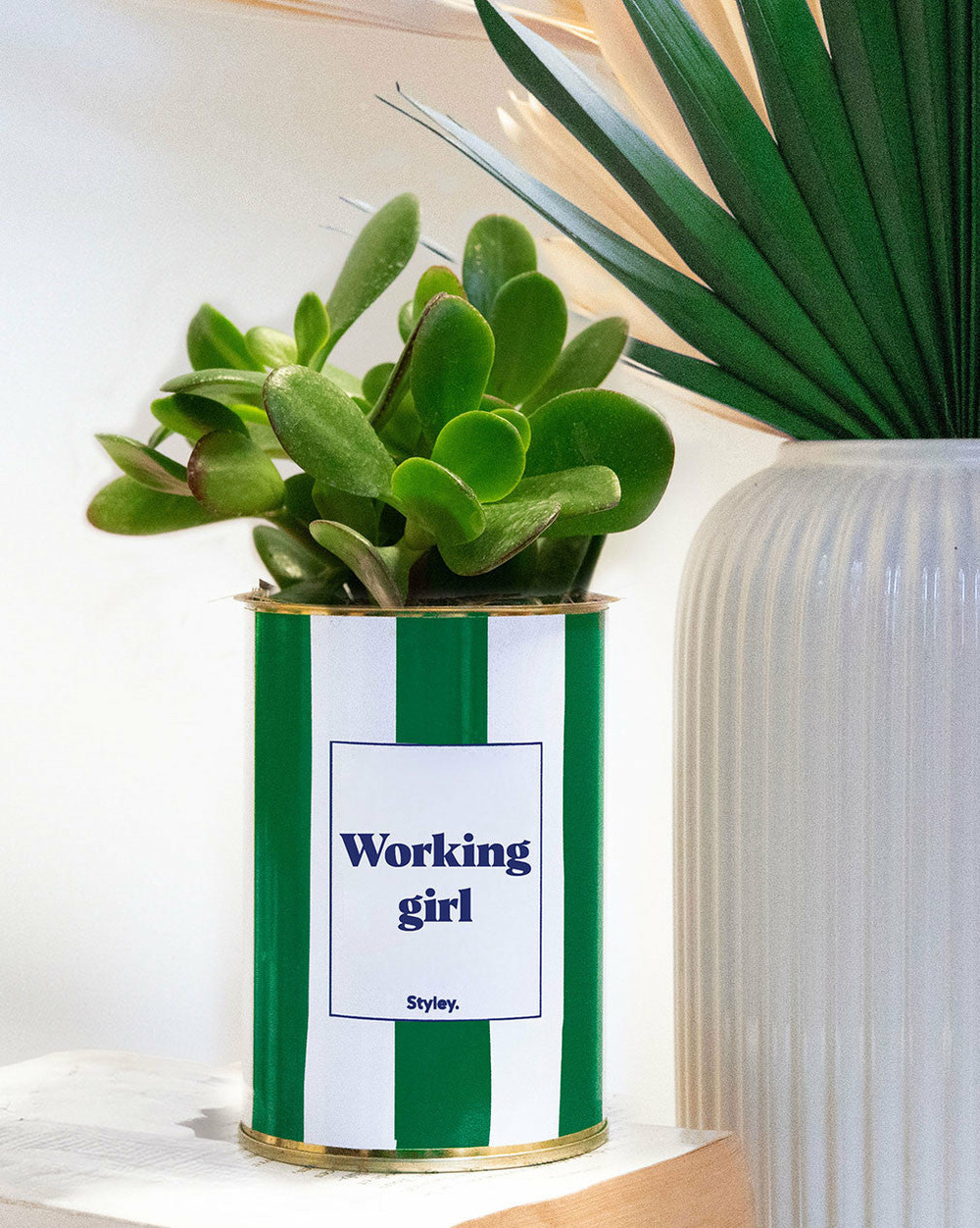 Plante drôle - working girl - pot à rayures - plante grasse