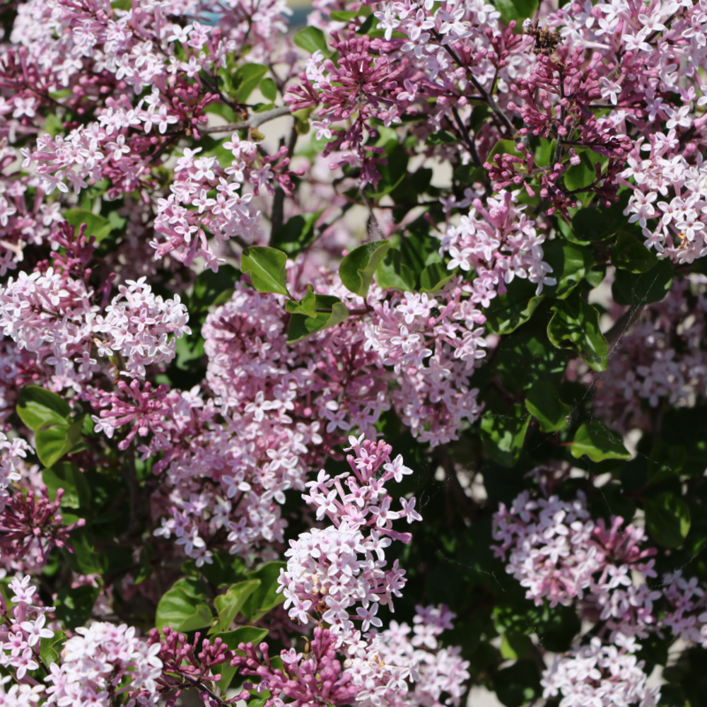 Lilas meyeri palibin - syringa meyeri palibin 40 cm pot 3l