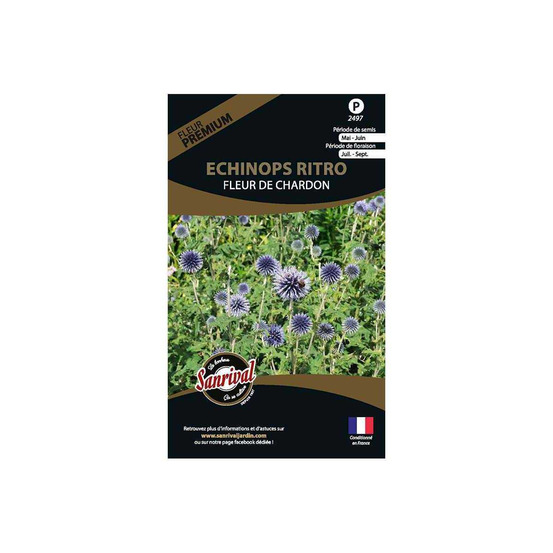 Graines de fleurs premium echinops ritro fleurchardon bleutée et ronde