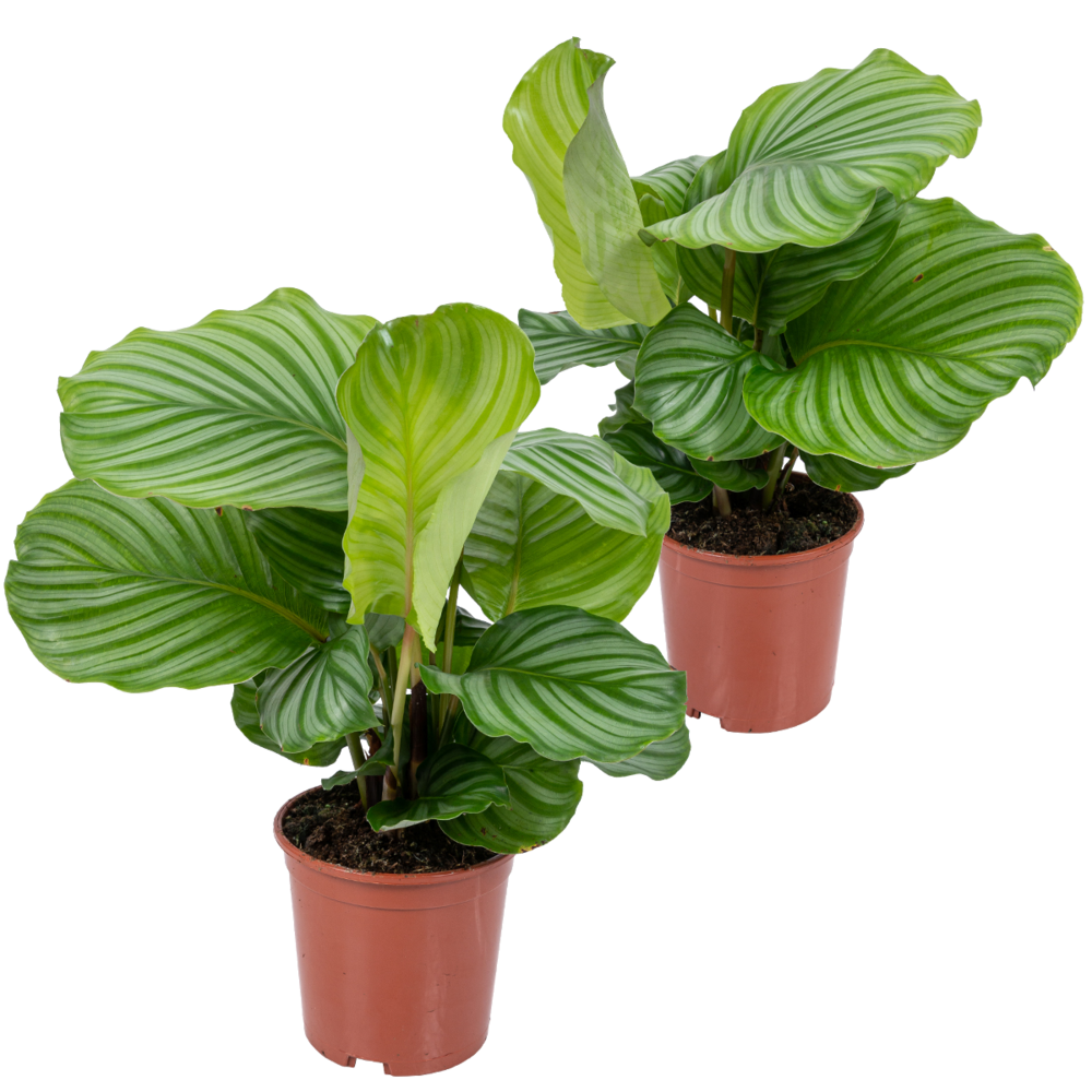 Lot de 2 - calathea orbifolia - plante paon - plante d’intérieur - 40-50 cm de haut - pot 14 cm