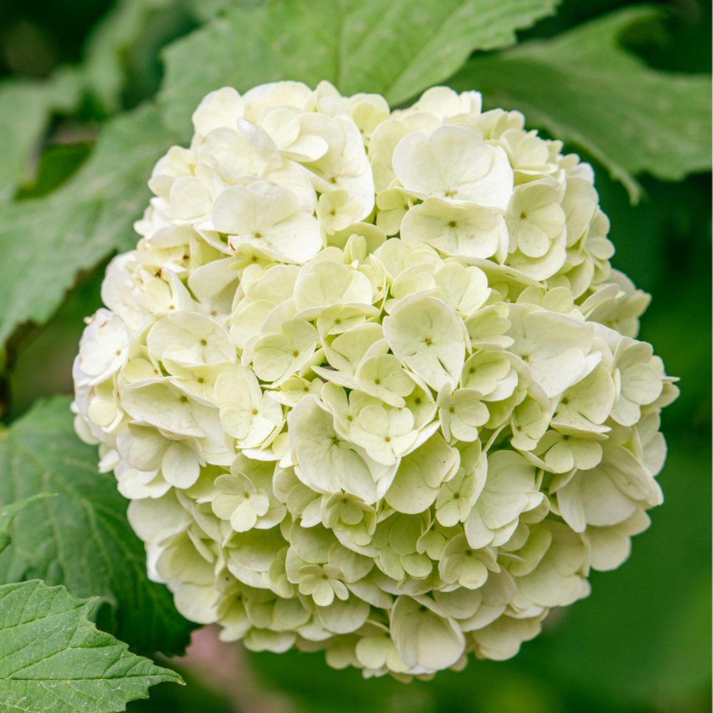 Hortensia macrophylla soeur therese - hydrangea macrophylla soeur therese 30/35 cm pot 3l