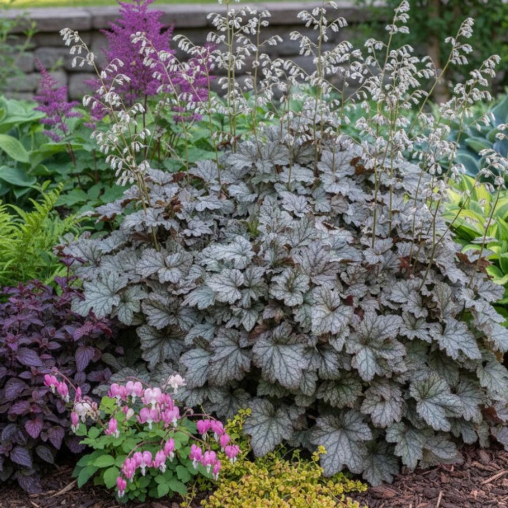 Heucherella quicksilver lot de 9 godets