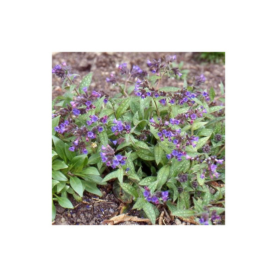 Pulmonaire mrs moon godet - 5/20 cm