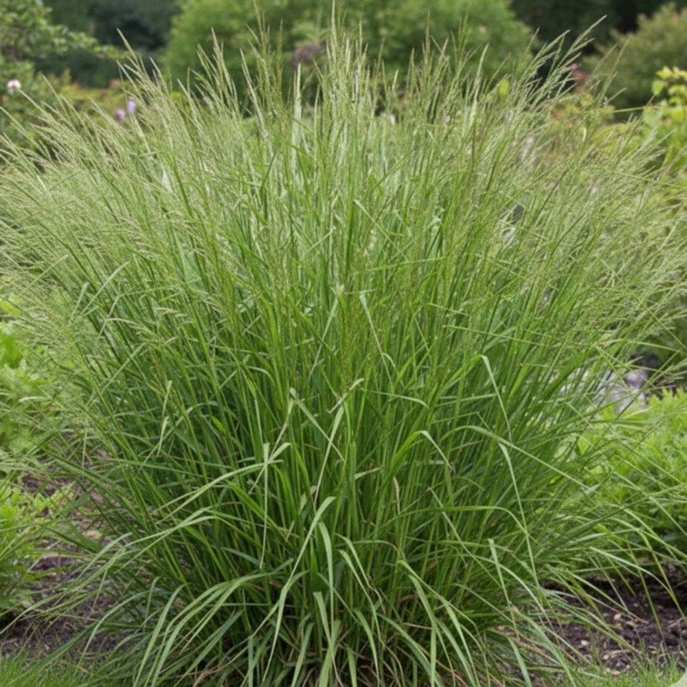Stipa extremiorientalis lot de 3 godets