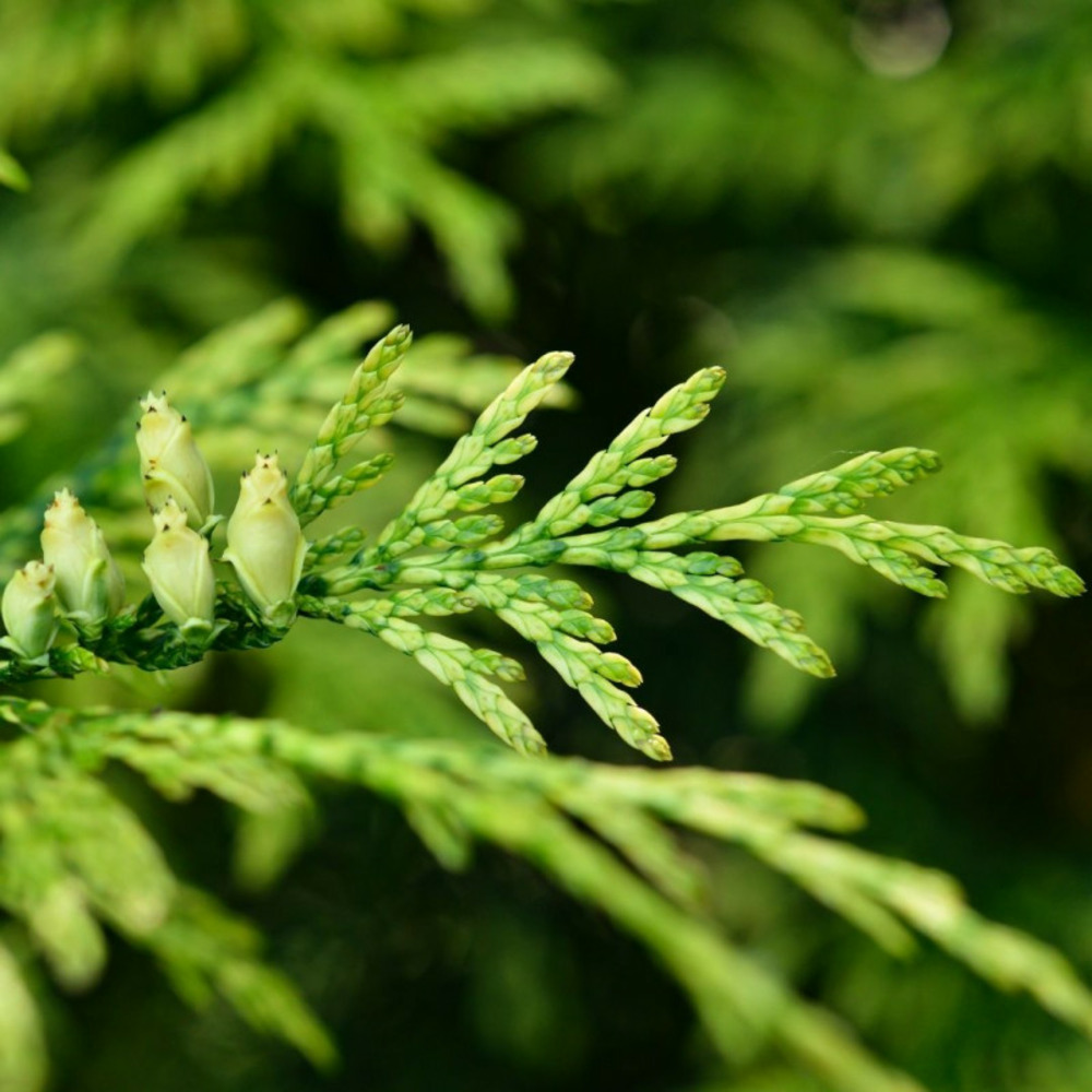 Thuya occidental piccadilly - thuja occidentalis piccadilly 20/30cm pot 2,5l