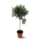 Olivier europaea - arbuste méditerranéen - ↕ 90-100 cm - ⌀ 18 cm - plante d'extérieur