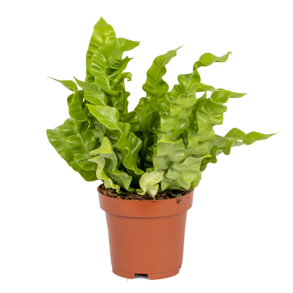 Asplenium crispy wave - fougère nid d’oiseau - plante d’intérieur - 20-30 cm de haut - pot 12 cm