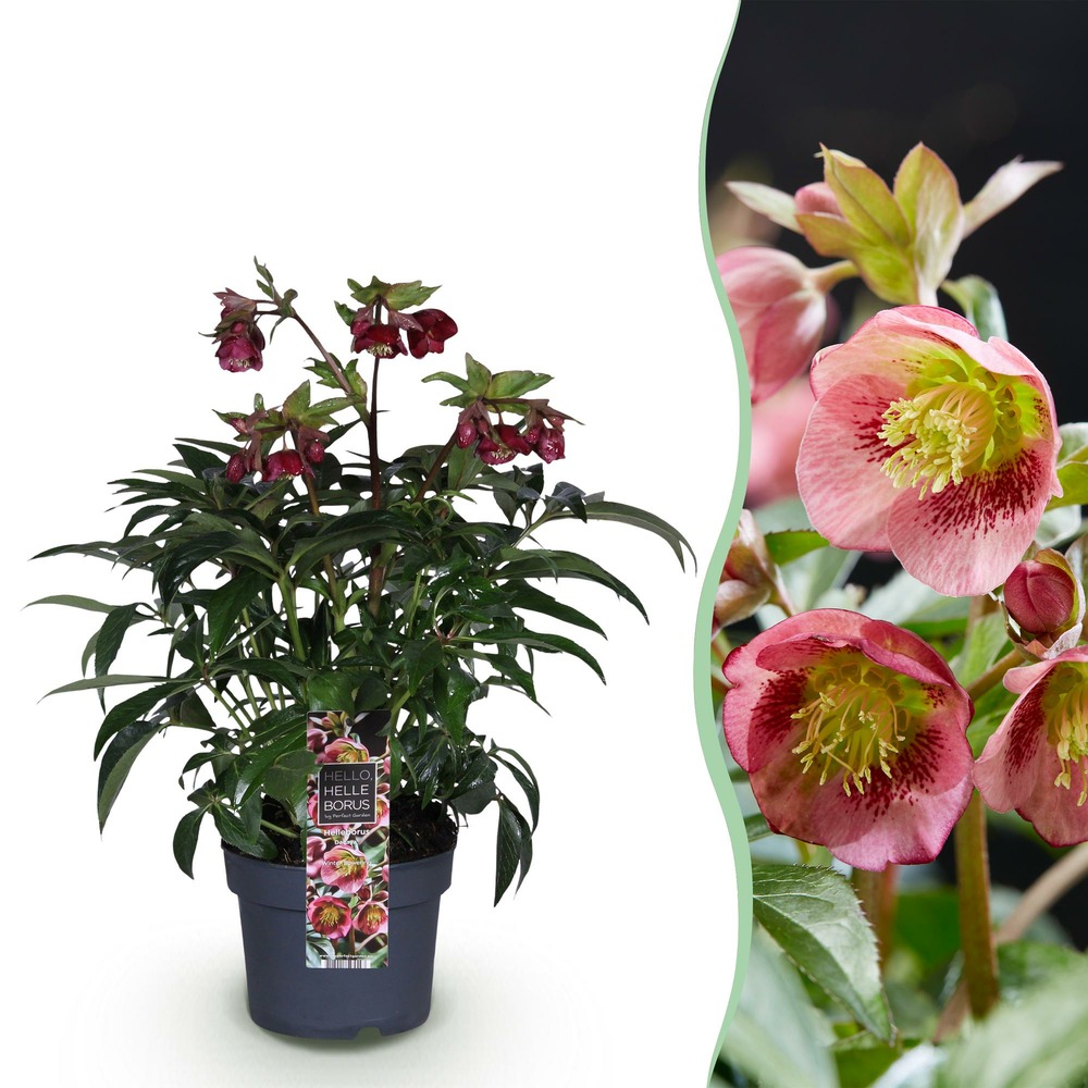 Helleborus dacaya – lot de 1 – pot 19 cm – hauteur 50 cm
