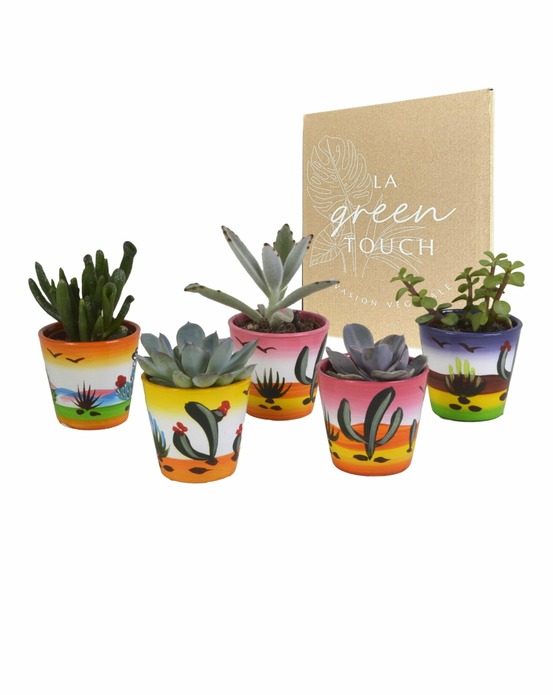 Mix de 5 succulentes et leurs caches-pots colorés h13cm