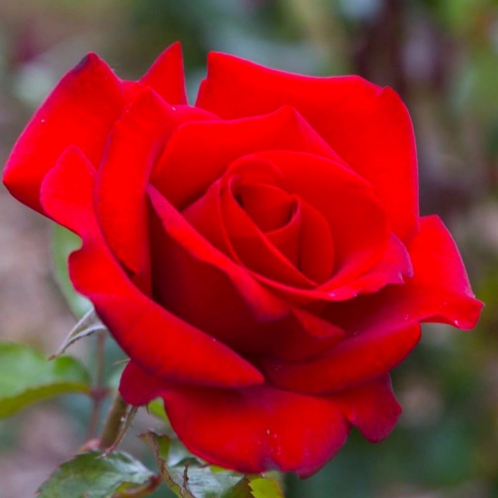 Rosier 'grimpant le grand huit' ® (rosa 'le grand huit' ®)