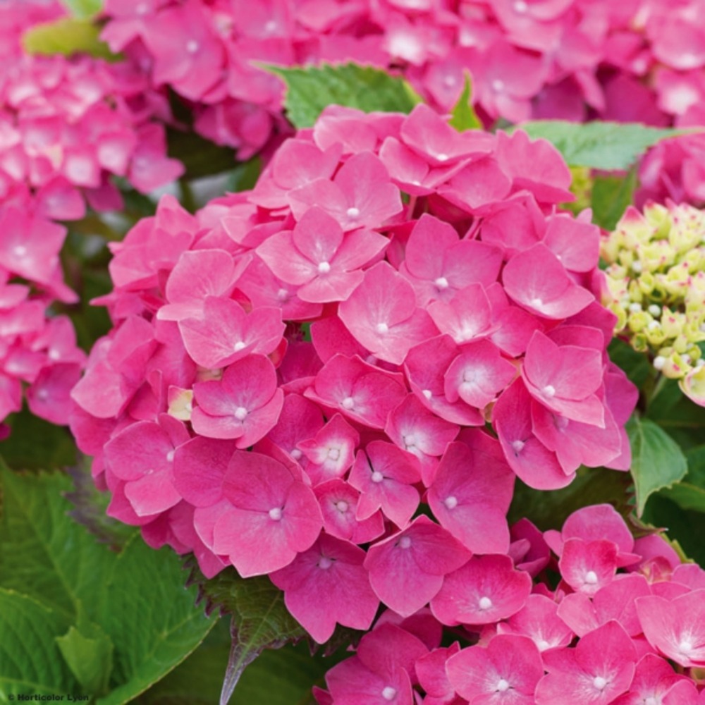 Hortensia 'leuchtfeuer' pot de 7,5l/10l