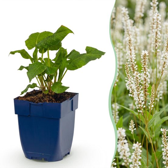 Renouée 'alba' - lot de 6 - pot 11 cm - hauteur 25 cm - plante d'extérieur