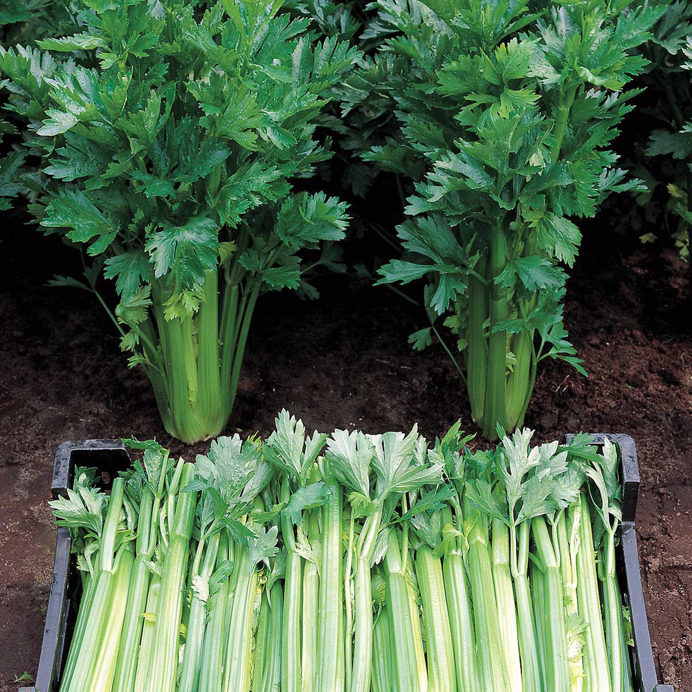 Céleri à côtes 'tall utah' le sachet de 500 graines environ