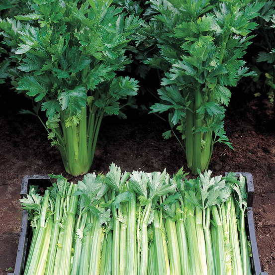 Céleri à côtes 'tall utah' le sachet de 500 graines environ