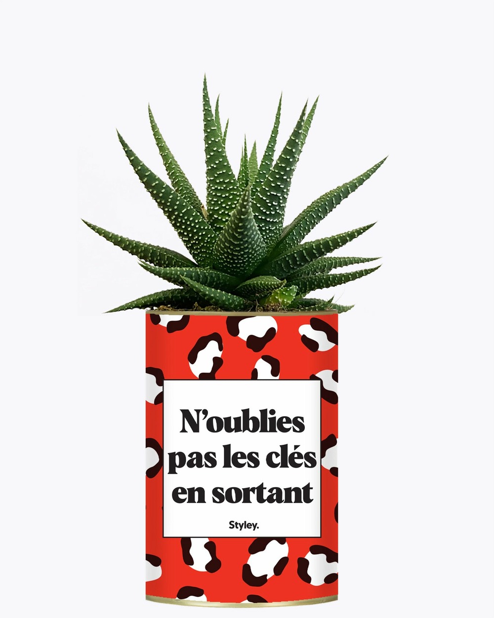 Plante à message - n'oublie pas les clés en sortant - cactus