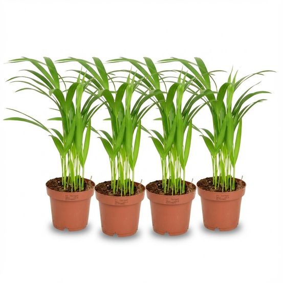 Lot de 4 - areca dypsis lutescens palmier areca - hauteur: 40 cm - h40 cm