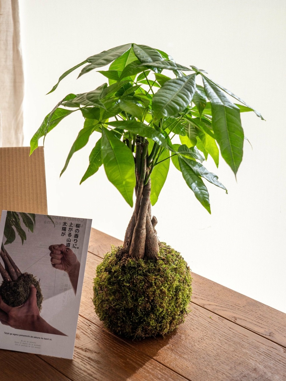 Kit kokedama - pachira