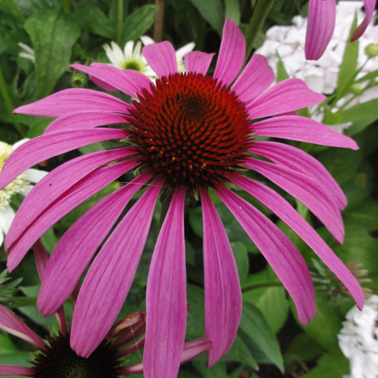 6 x rudbeckia pourpre 'rubinstern' - echinacea purpurea 'rubinstern' - godet 9cm x 9cm