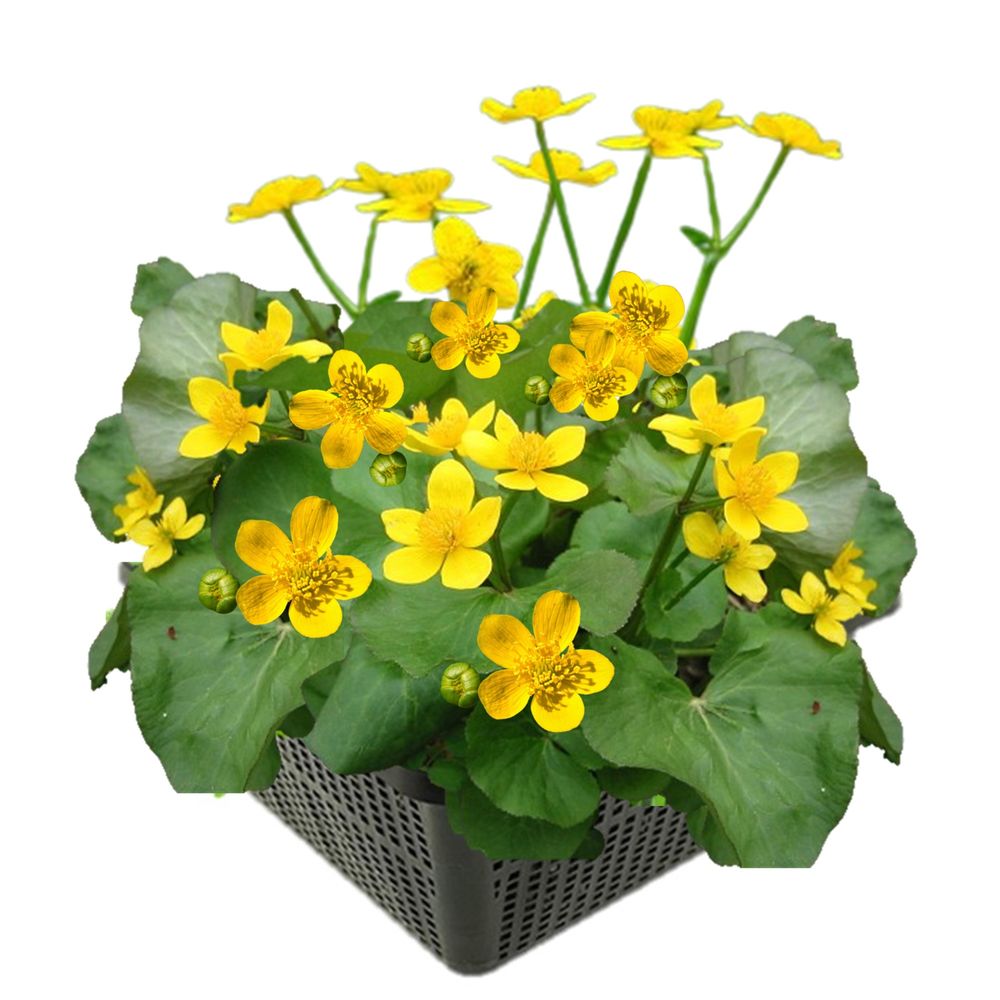 Dotterbloem caltha palustris vijverplant - 4 planten compleetset met mand & klei