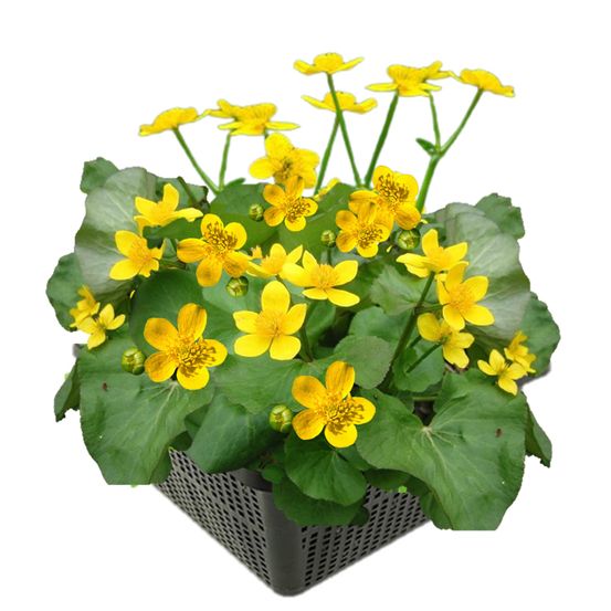 Dotterbloem caltha palustris vijverplant - 4 planten compleetset met mand & klei