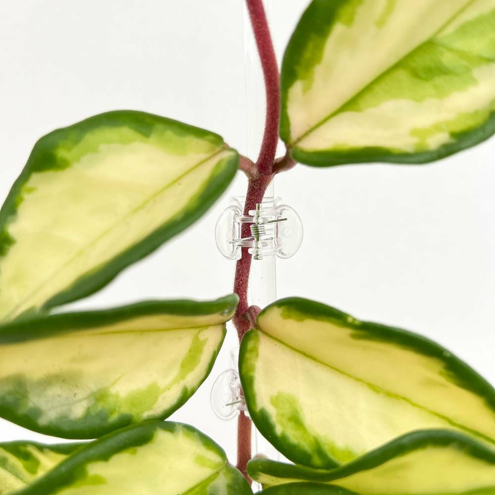Pinces transparentes pour plante - pince tuteurage transparente - clips de support - pinces de tuteurage pour plantes - x100 unités