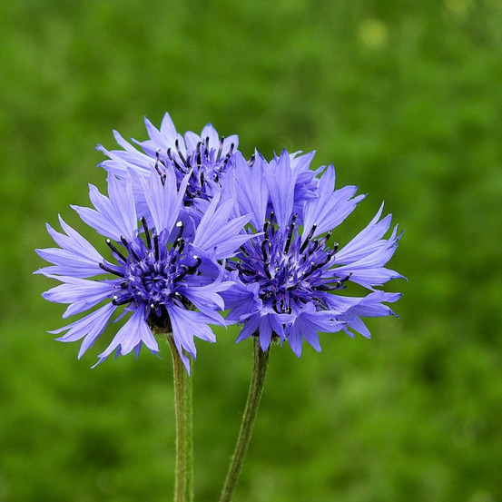 Graines de centaurée bleuet double bleue - vilmorin sachet