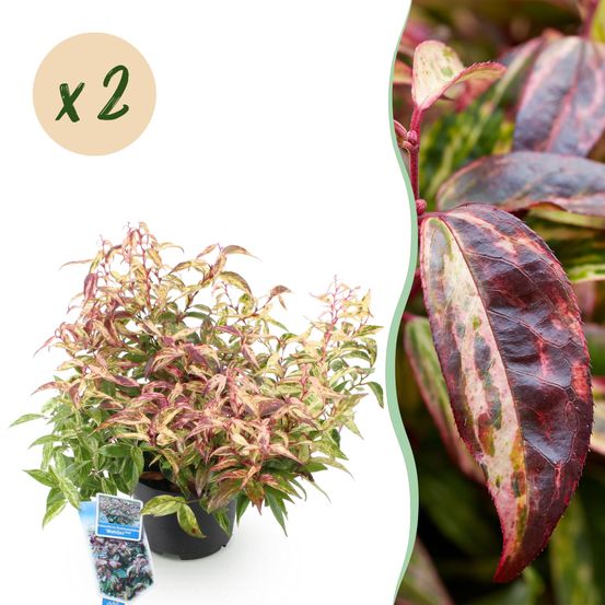 Leucothoé 'makijaz' - lot de 2 - pot 17 cm - hauteur 40 cm - plante d'extérieur