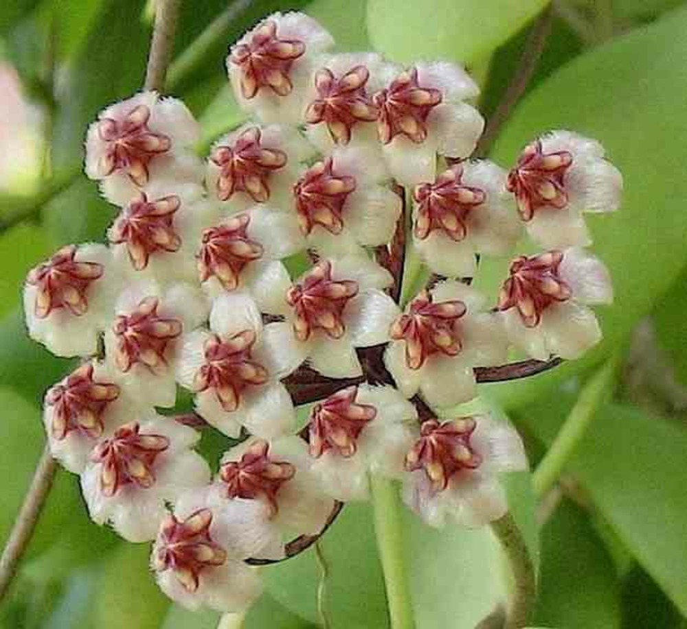 Hoya brevialata (fleur de porcelaine, fleur de cire) taille pot de 2 litres - 20/40 cm -   blanche