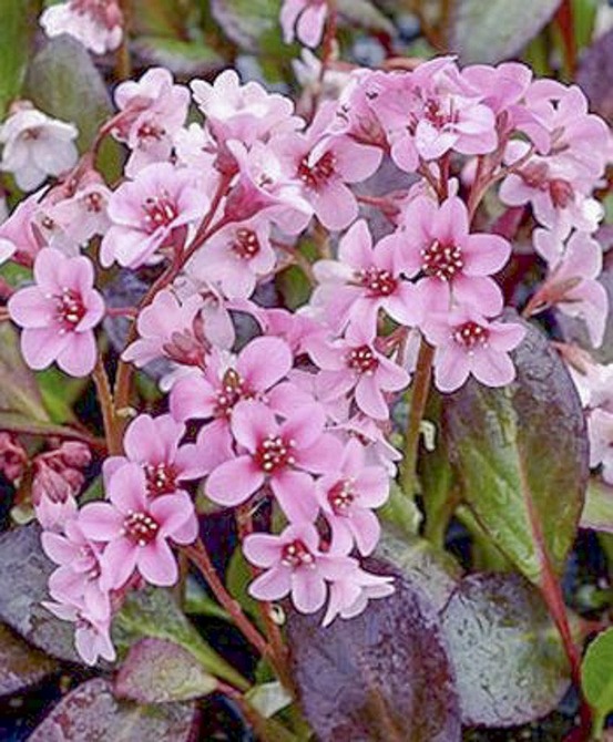 Bergénia 'pink dragonfly' godet de 8/9 cm