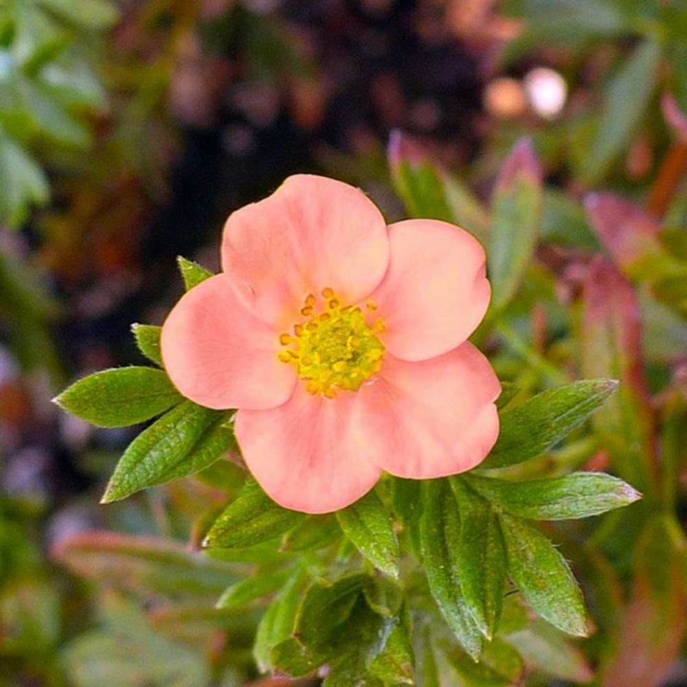 Potentille arbustive 'lovely pink' ® (potentilla fruticosa 'lovely pink' ®)