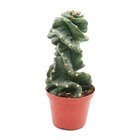 Cereus jamacaru "spiralis" - cactus spirale - en pot de 11cm