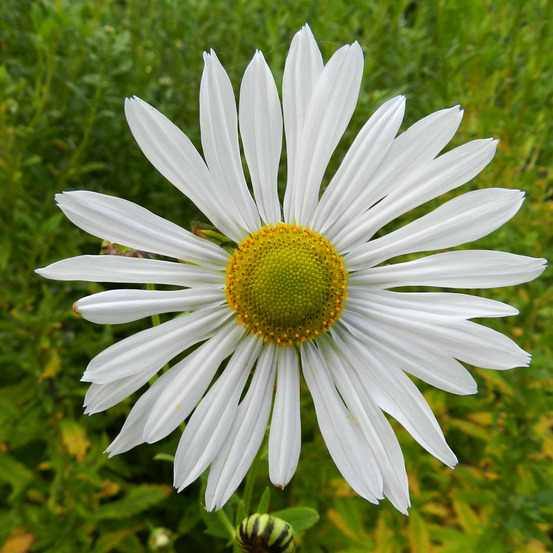 Leucanthemella serotina godet de 8/9 cm