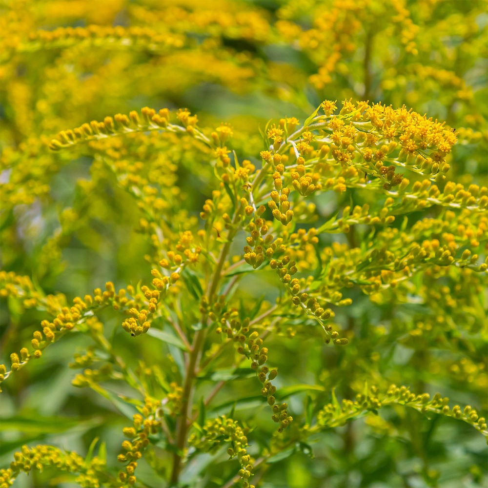 5 solidago - verge d'or - le paquet de 5 racines nues