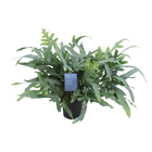 Plante d'intérieur - phlebodium 'blue fern' 50.0cm