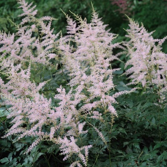 Astilbe à feuilles simples 'hennie graafland' godet de 8/9 cm