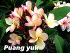 Plumeria rubra "puang yuk" (frangipanier)   jaune - taille pot de 2 litres ? 20/30 cm