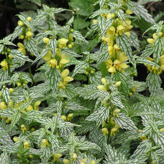 6 x faux lamier - lamiastrum ggaleobdolon 'herman'spride' - godet 9cm x 9cm