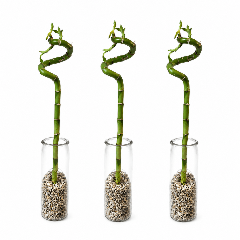 Lot complet de 3 lucky bamboo - verre et galets - 40-45 cm - dracaena sanderia