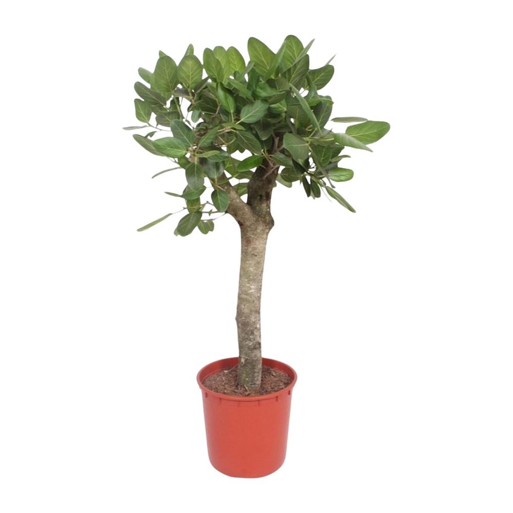 Ficus benghalensis ramifié - plantes d'intérieur
