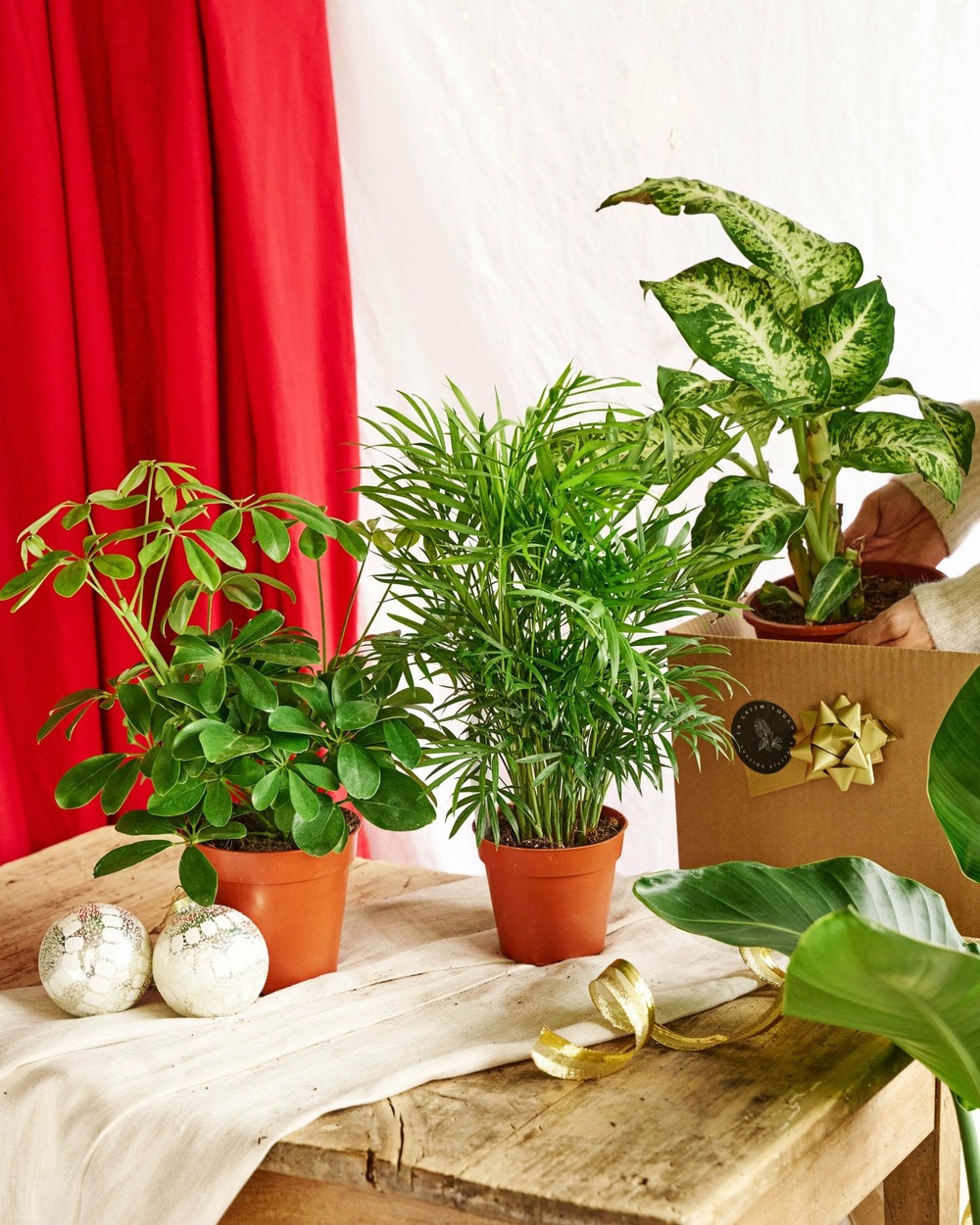 Coffret surprise - plantes d'intérieur 30cm - plante d'intérieur