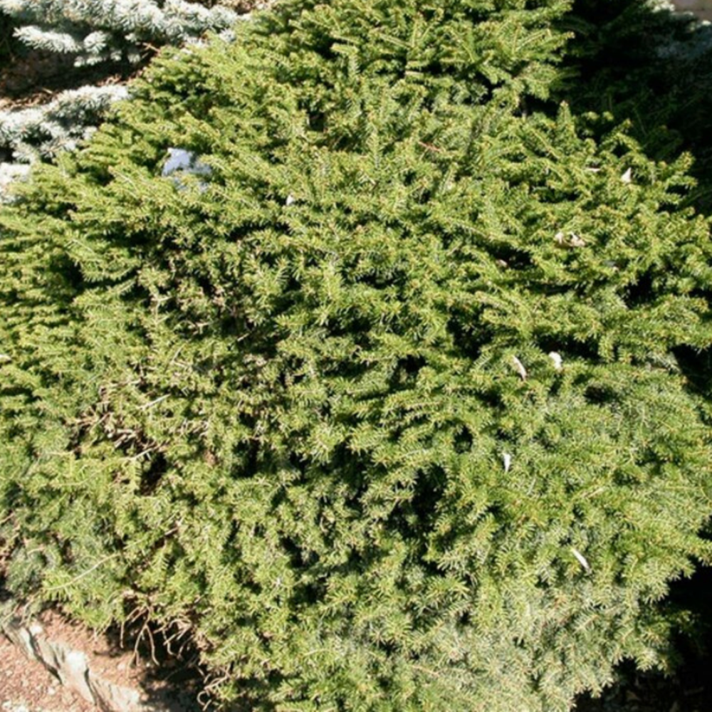 Épicéa commun nidiformis - picea abies nidiformis 10/20 cm pot 2,5l